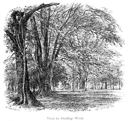 Der New Forest: Seine Geschichte und seine Landschaft